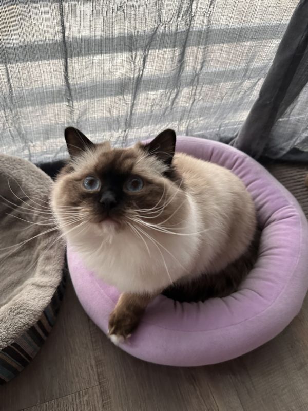 Finnegan, a seal-point cat with blue eyes, in a pink cat bed