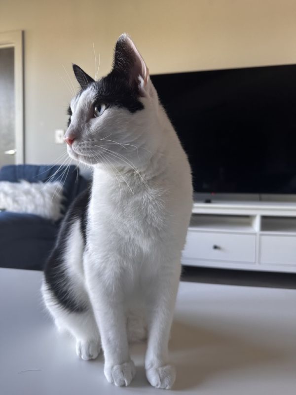 Silas, a black-and-white tuxedo cat, sitting upright on a white table